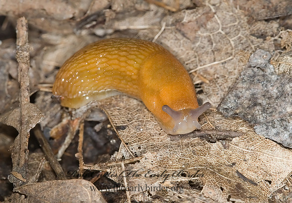 Arion subfuscus 6009930z