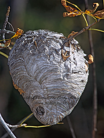 Dolichovespula maculata  BALD-FACED HORNET  304626z