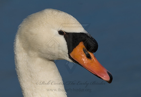 Cygnus olor  MUTE SWAN 6019363