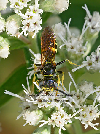 Philanthus lepidus  BEEWOLF 9064170z