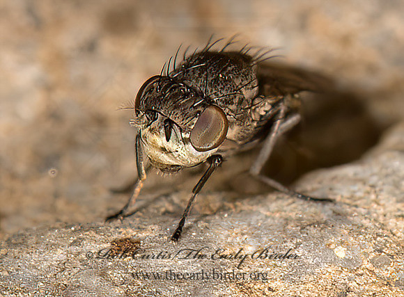 Paralimna~  SHORE FLY9048904z