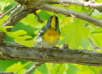 Setophaga americana NORTHERN PARULA 9046035z