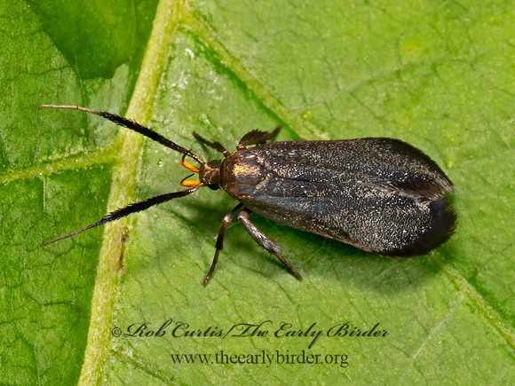 Dichomeris nonstrigella  TWIRLER MOTH 9079002z