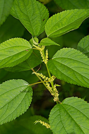 Boehmeria cylindrica  FALSE NETTLE 9066481