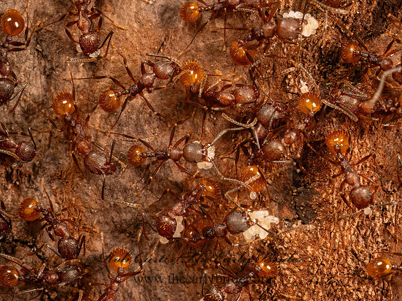 Aphaenogaster fulva  TAWNY COLLARED ANT 9087098z