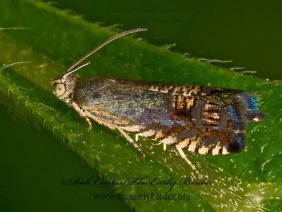 Grapholita angleseana  TORTRICID MOTH 9079137z
