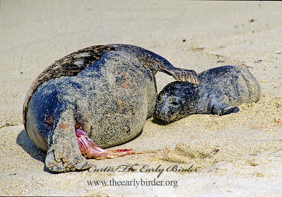 Phoca vitulina  HARBOR SEAL 124336z