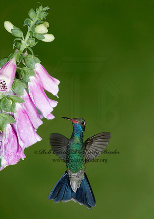 Cyanthus latirostris  BROAD-BILLED HUMMINGBIRD 6025768
