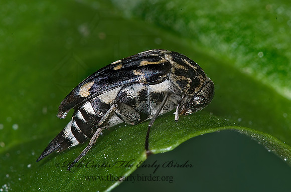 Hoshihananomia octopunctata 6010667z