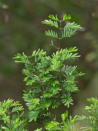 Guaiacum angustifolium  TEXAS-LIGNUM-VITEAE 6039523z