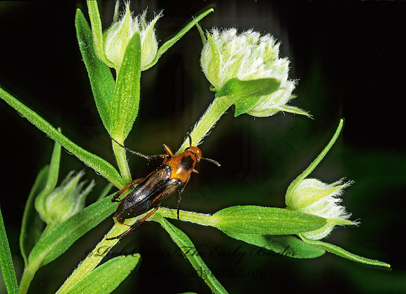 Macrosiagon limbata 1111423z