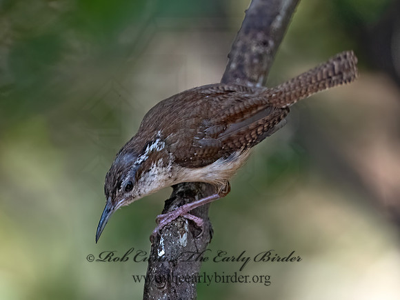 Thryomanes bewickii  BEWICK'S WREN 3041077z