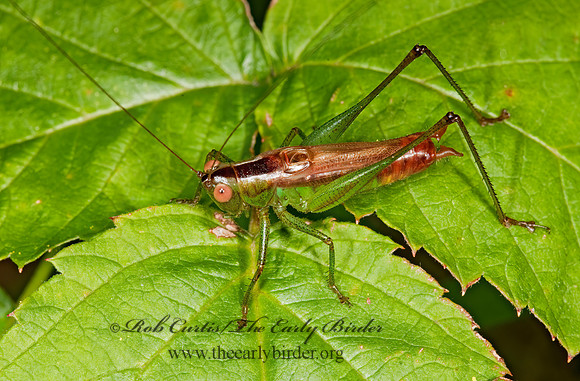 Conocephalus brevipennis  SHORT-WINGED MEADOW GRASSHOPPER  3010171z