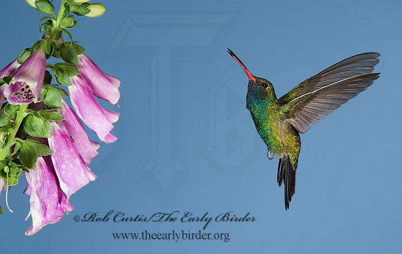 Cyanthus latirostris  BROAD-BILLED HUMMINGBIRD 6025832