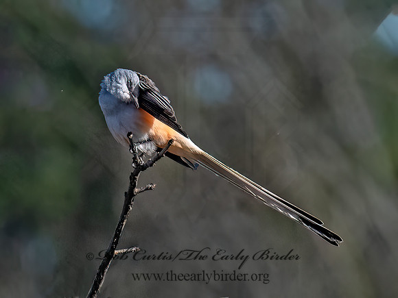 Tyrannus forficatus SCISSOR-TAILED FLYCATCHER 9091825z