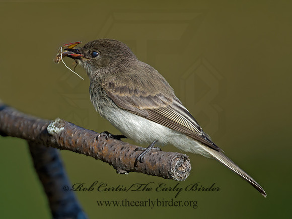 Sayornis phoebe  EASTERN PHOEBE 9004869z