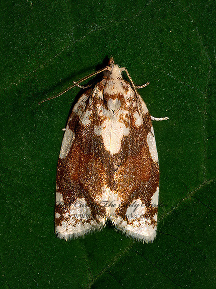 Argyrotaenia alisellana  WHITE-SPOTTED LEAFROLLER 9078732z