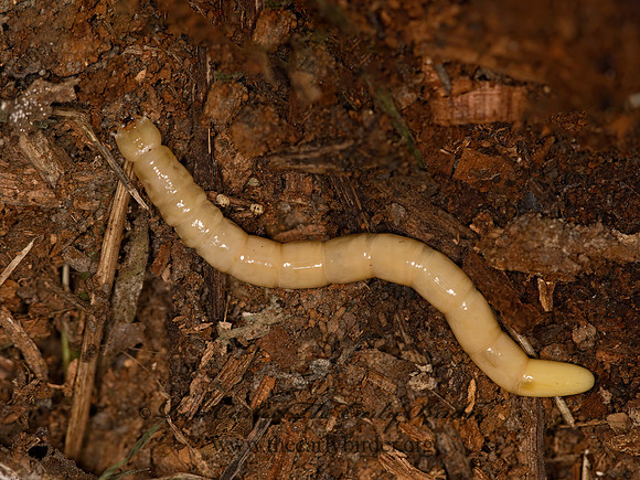 Elateridae WIREWORM 9050061z