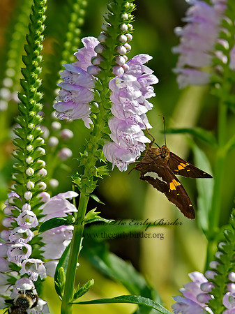 Epargyreus clarus  SILVER SPOTTED SKIPPER 9014124z