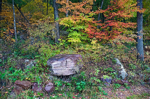 FALL COLORS  8019035z