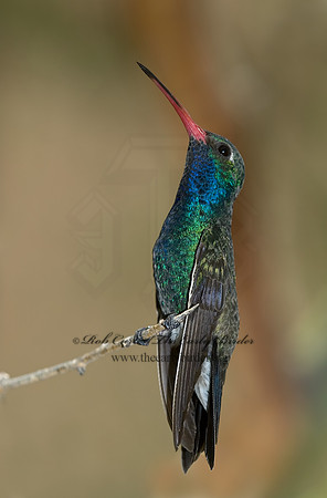 Cyanthus latirostris  BROAD-BILLED HUMMINGBIRD 6025481