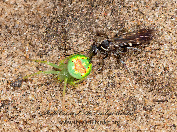 Episyron quinquenotatus  POMPILINI SPIDER WASP 9047640z