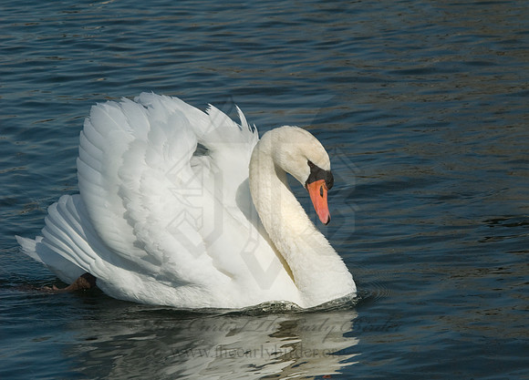 Cygnus olor  MUTE SWAN 6000666