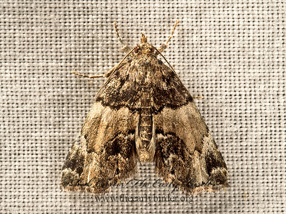 Cutina distincta  DISTINGUISHED CYPRESS OWLET 9049924z