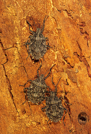 Brochymena sulcata  ROUGH STINKBUG 121335z-