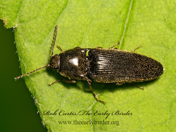 Ampedus impolitus  CLICK BEETLE 9079424z