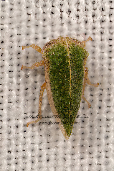 Amastris lycioda  SMILINI TREEHOPPER 3040202z