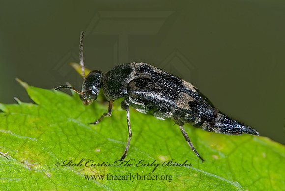 Mordella insulata 6009056z