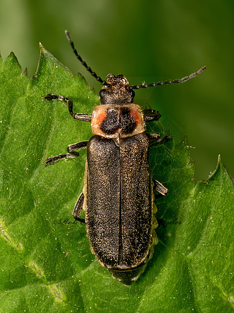 Atalantycha dentigera  SOLDIER BEETLE 9077699z