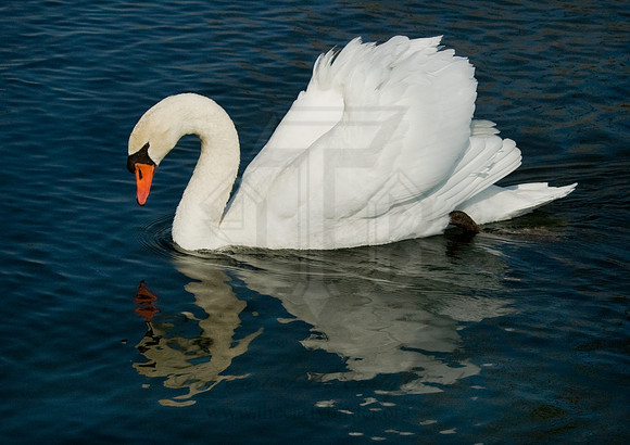Cygnus olor  MUTE SWAN 5018430