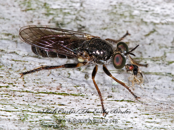 Atomosia puella  LAPHRIINAE ROBBER FLY 6012958z