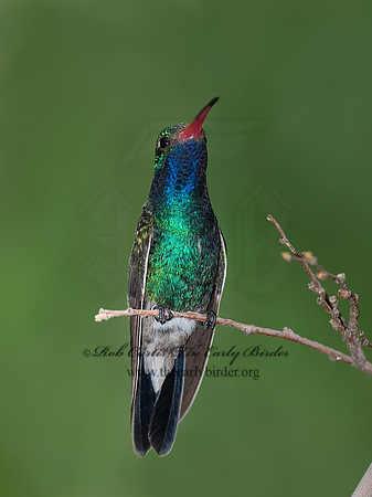 Cyanthus latirostris  BROAD-BILLED HUMMINGBIRD 6025367
