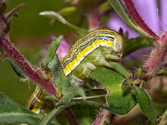 Cucullia asteroides GOLDENROD HOODED OWLET MOTH 9014733z