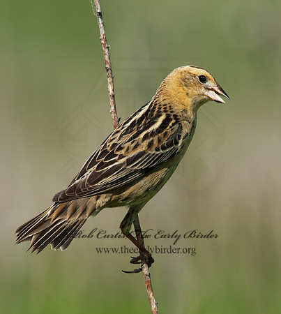 Dolichonyx oryzivorus  BOBOLINK 3008453z