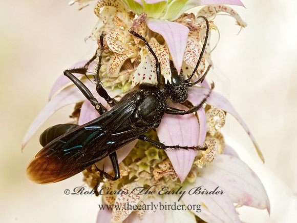 Sphex pennsylvanicus 3009030z