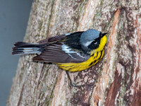 Setophaga magnolia MAGNOLIA WARBLER 3007965z