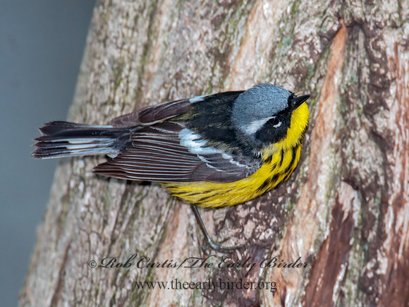 Setophaga magnolia  MAGNOLIA WARBLER 3007965z