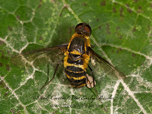 Villa lateralis  BEE FLY 8016411z