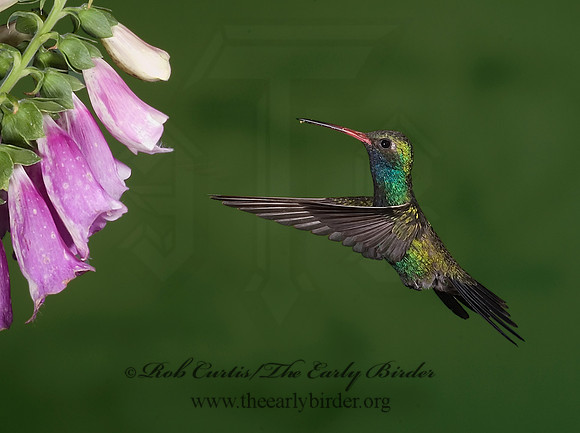 Cyanthus latirostris  BROAD-BILLED HUMMINGBIRD 6025612-