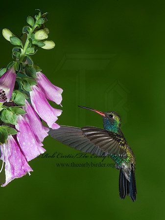 Cyanthus latirostris  BROAD-BILLED HUMMINGBIRD 6025794