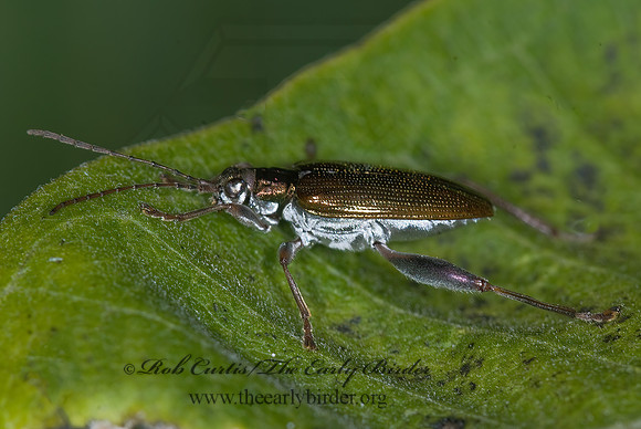 Donacia cincticornis  AQUATIC LEAF BEETLE 6016345z