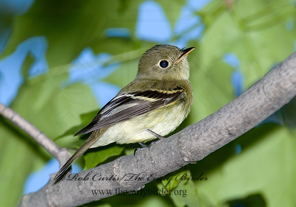 Empidonax flaviventris  YELLOW-BELLIED FLYCATCHER 5007357z