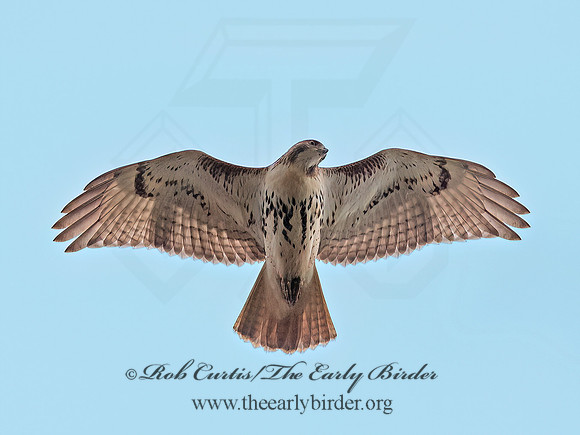 Buteo jamaicensis RED-TAILED HAWK 6041667z