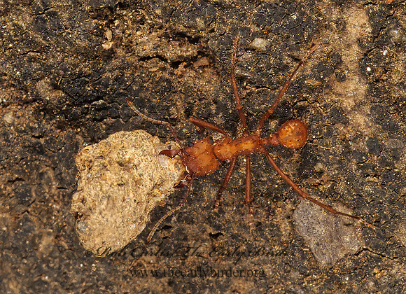 Acromyrmex echinatior 201823z