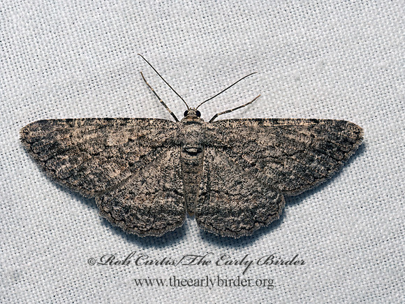 Anavitrinella pampinaria COMMON GRAY 9082105z