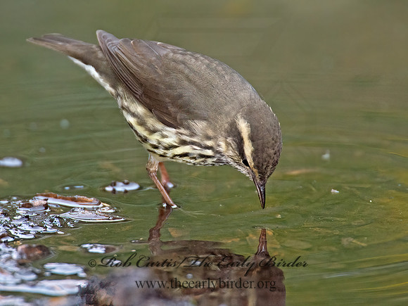 Parkesia noveboracensis  NORTHERN WATERTHRUSH 9005218z